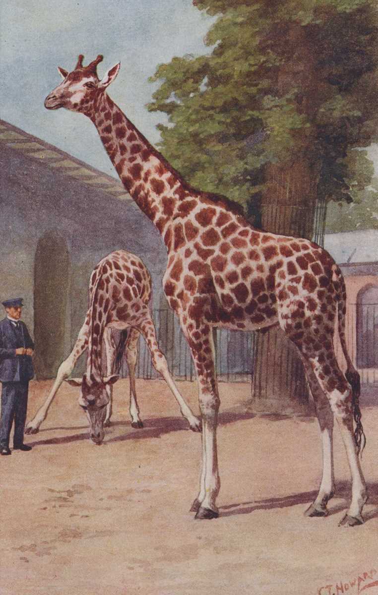 A collection of approximately 58 postcards featuring animals, some at the zoo, including artist - Image 3 of 6