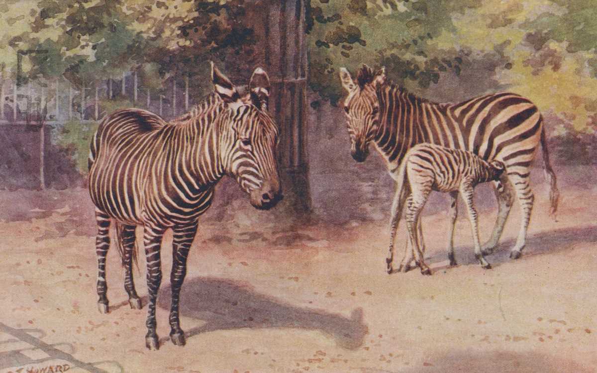 A collection of approximately 58 postcards featuring animals, some at the zoo, including artist