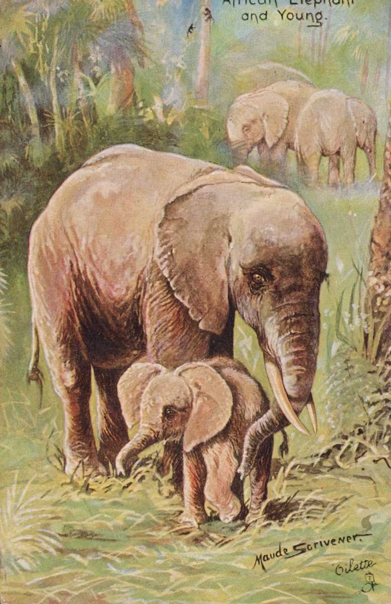 A collection of approximately 58 postcards featuring animals, some at the zoo, including artist - Image 2 of 6