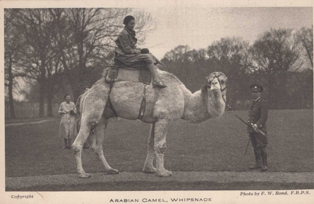 A collection of approximately 58 postcards featuring animals, some at the zoo, including artist - Image 4 of 6