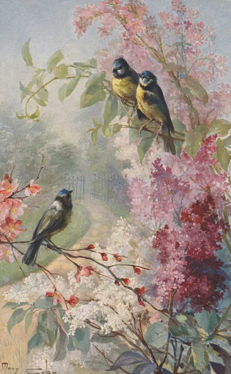 A collection of 46 postcards featuring birds and insects including artist postcards.