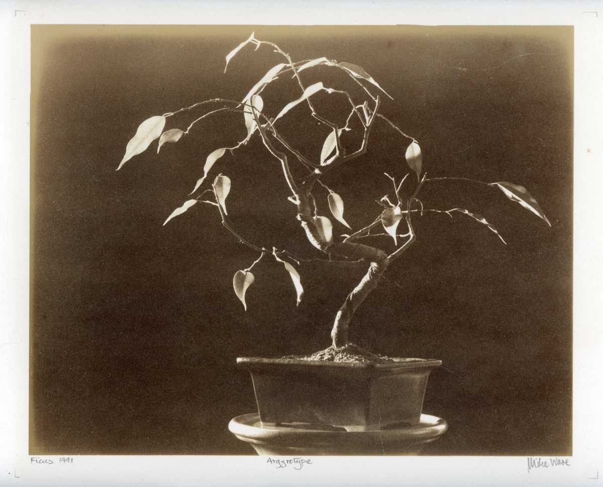 PHOTOGRAPHS. An argyrotype photograph by Mike Ware depicting a bonsai tree, 25cm x 30cm, together