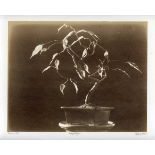 PHOTOGRAPHS. An argyrotype photograph by Mike Ware depicting a bonsai tree, 25cm x 30cm, together