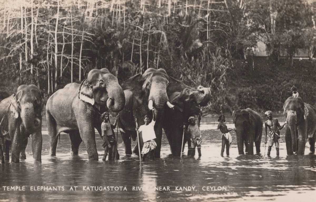A collection of 41 postcards, the majority views of Ceylon (Sri Lanka) and Bombay, together with a - Image 6 of 7