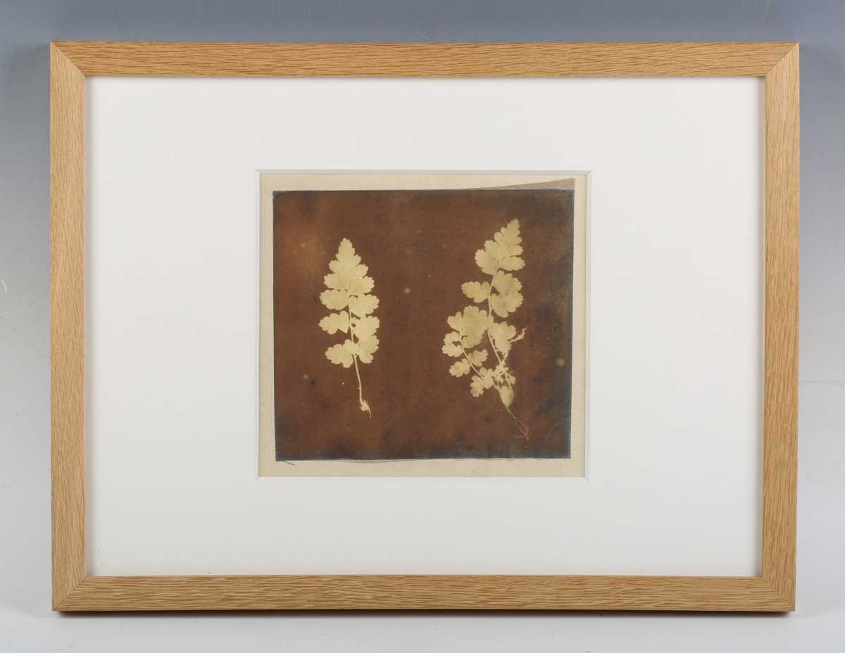 PHOTOGRAPHS. An argyrotype photograph by Mike Ware depicting a bonsai tree, 25cm x 30cm, together - Image 5 of 15