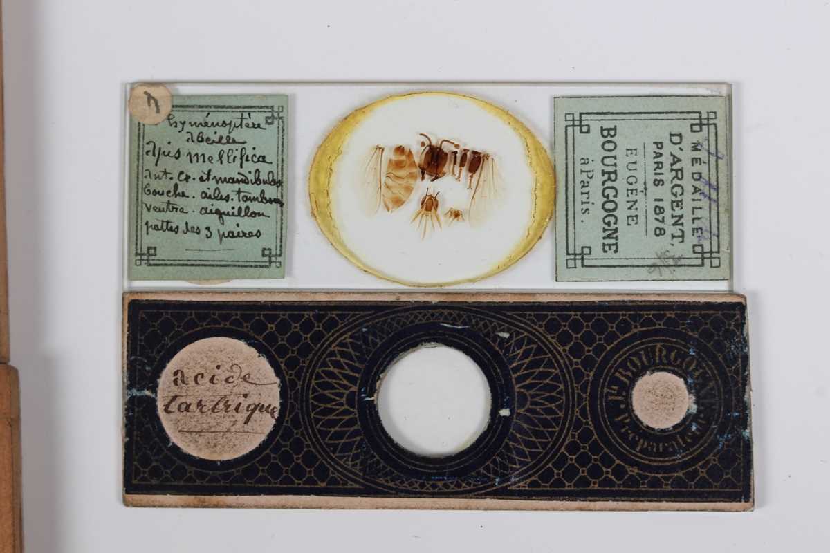 A collection of ninety-seven microscope specimen slides, late Victorian and later, including - Image 9 of 26