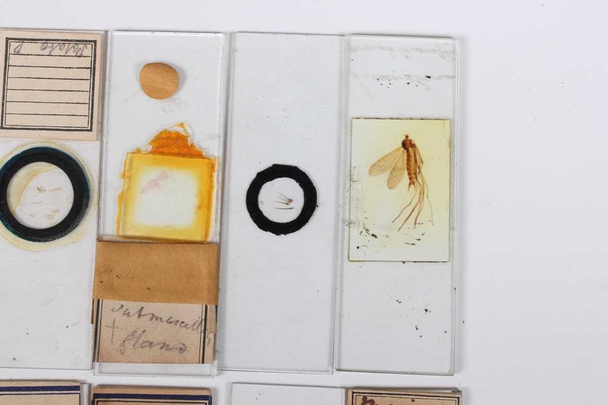 A collection of ninety-seven microscope specimen slides, late Victorian and later, including - Image 20 of 26