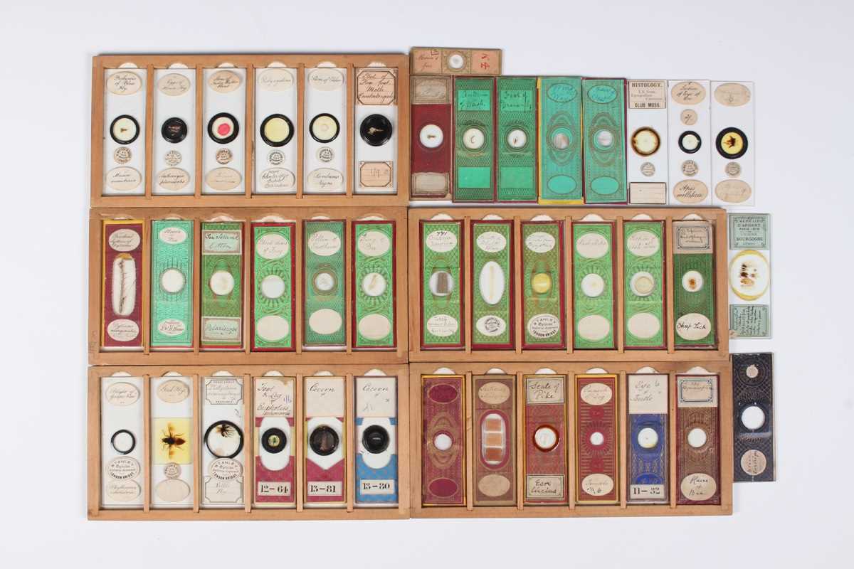 A collection of ninety-seven microscope specimen slides, late Victorian and later, including