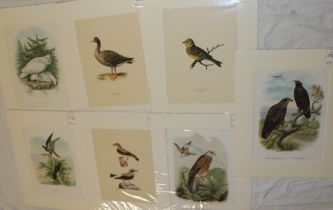 Eight 19th century coloured lithographs of birds after Otto von Riesenthal 1876