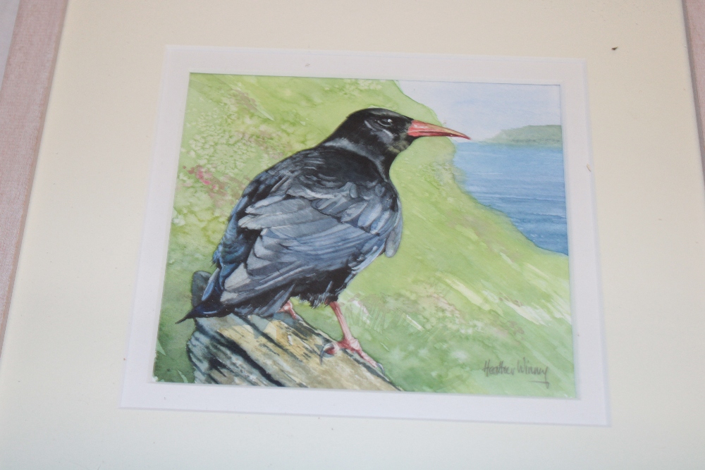 Heather Winney - watercolour A study of a Cornish chough, signed,