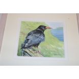 Heather Winney - watercolour A study of a Cornish chough, signed,