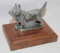 A chromium-plated vehicle mascot in the form of a terrier dog,