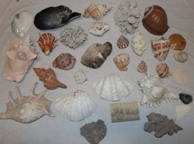 A selection of various sea shells, coral, fossils etc.