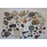 A selection of various fossils including ammonites and other preserved examples,