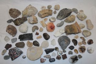 A selection of various fossils including ammonites and other preserved examples,