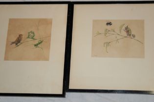 A pair of coloured etchings depicting wildlife and bugs, signed in pencil R. V.