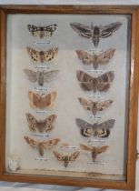 An old display of various butterflies and moths,