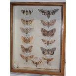 An old display of various butterflies and moths,