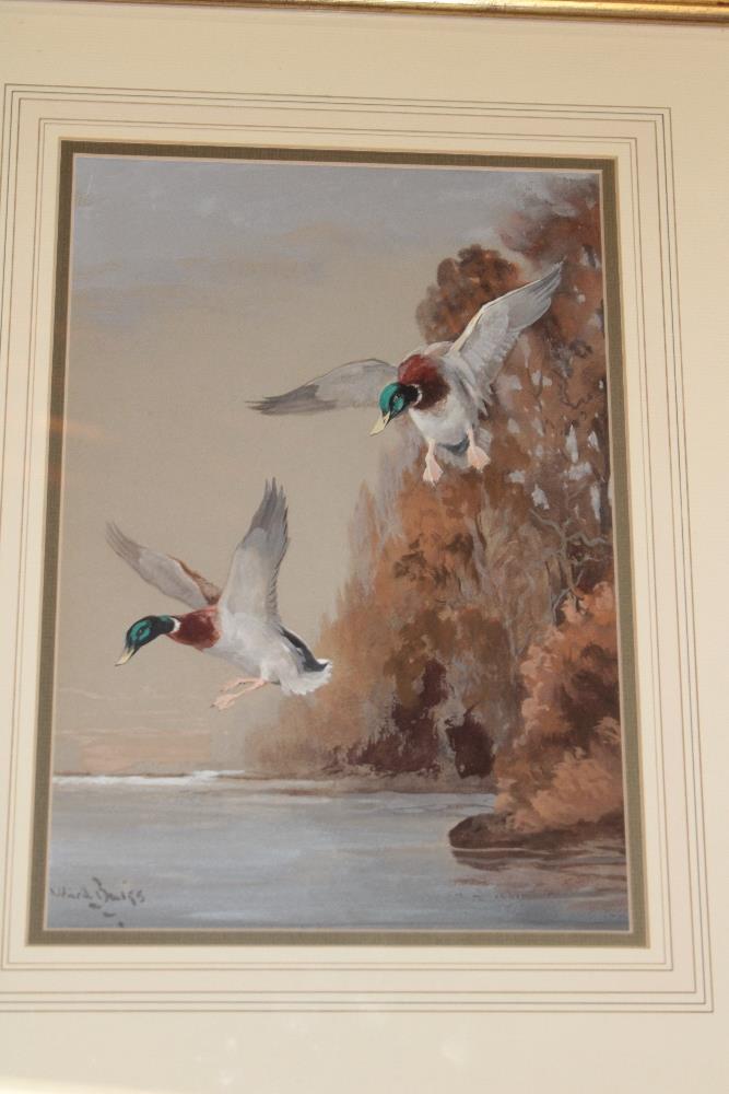 Reuben Ward-Binks - watercolour Study of two mallard ducks upon a pond, signed,