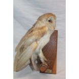 A taxidermy barn owl with Cornish taxidermy label