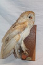 A taxidermy barn owl with Cornish taxidermy label