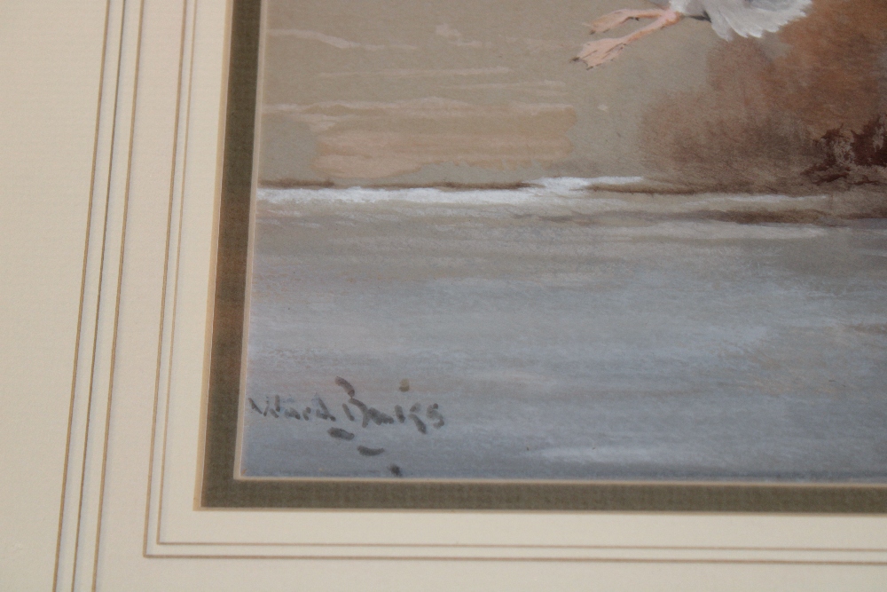 Reuben Ward-Binks - watercolour Study of two mallard ducks upon a pond, signed, - Image 2 of 2