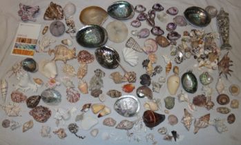 A large selection of shells,
