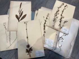 A folio of botanical specimens "Ecole Des Garcons Petit Saint Jean Amiens Herbier"