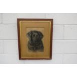 NELLIE FADDON (1885-1920) A framed and glazed pastel drawing of a Black Labrador with sad eye,