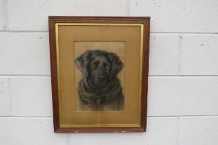 NELLIE FADDON (1885-1920) A framed and glazed pastel drawing of a Black Labrador with sad eye,