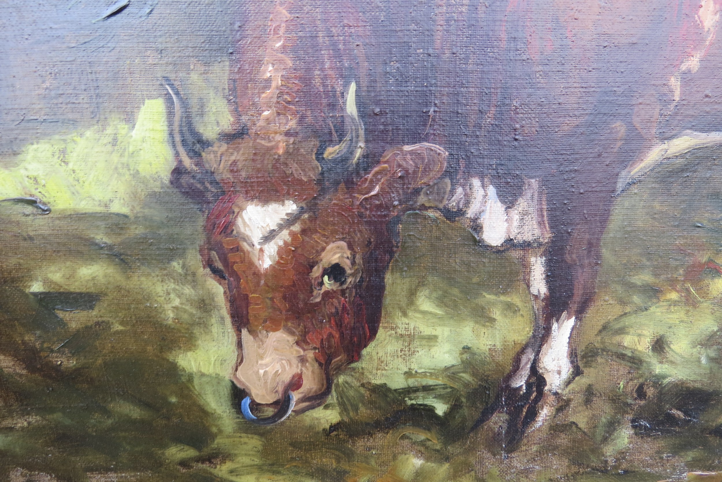 Attributed to Alexander Jamieson (1873-1937) An oil on canvas of a Shorthorn Bull. Unsigned. Label - Image 3 of 5