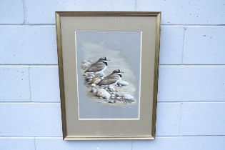 TERANCE JAMES BOND (b.1946) A framed and glazed watercolour/gouache of Ringed Plovers. Signed bottom