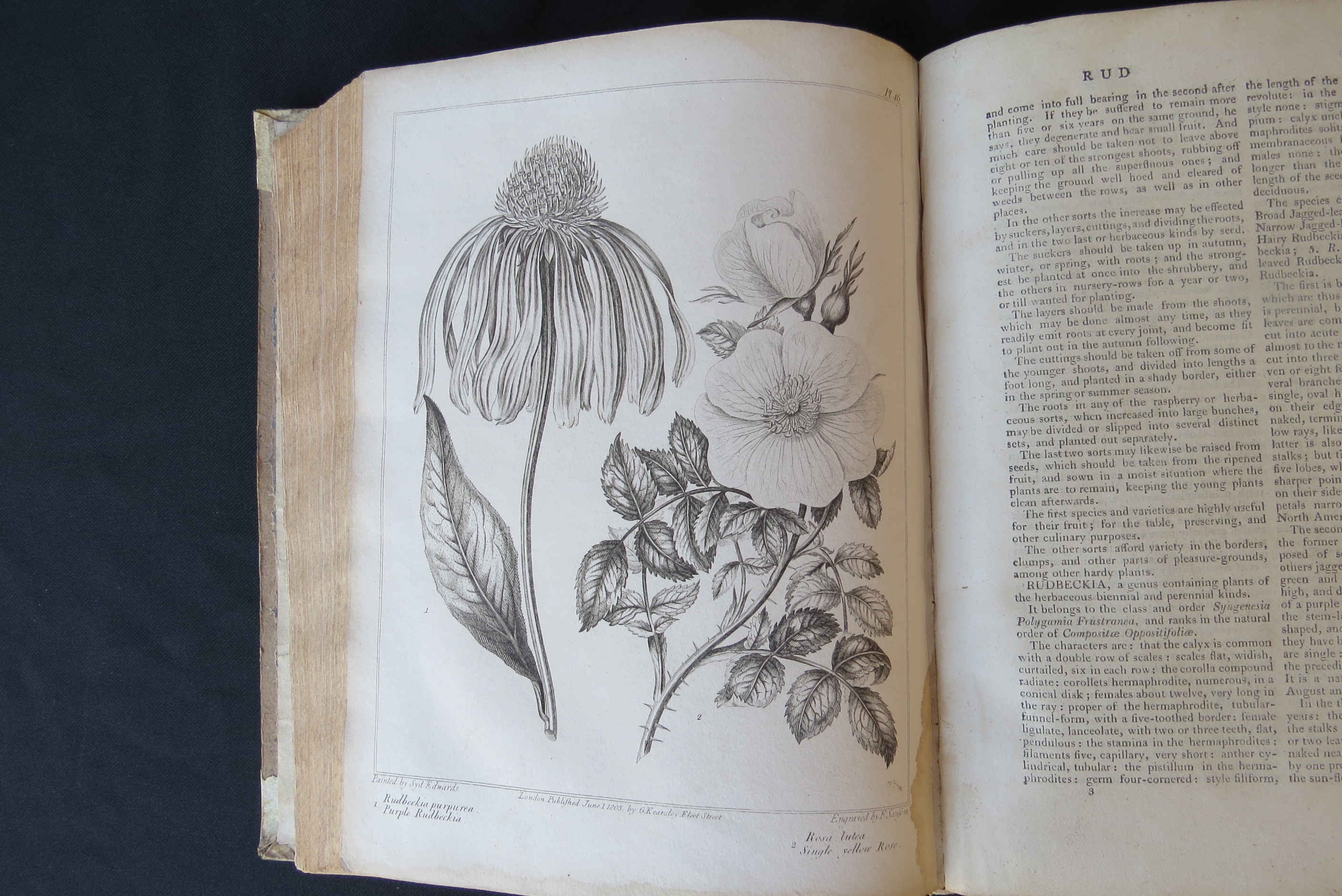 Alexander McDonald: 'A Complete Dictionary of Practical Gardening', London, George Kearsley, 1807, - Bild 7 aus 31