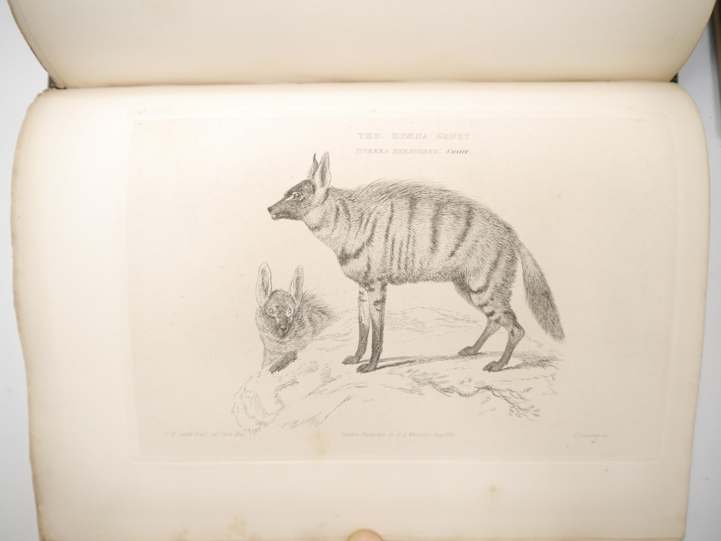 (Zoology, Natural History.) Baron Cuvier: 'The Animal Kingdom, Arranged in Conformity with its - Bild 3 aus 5