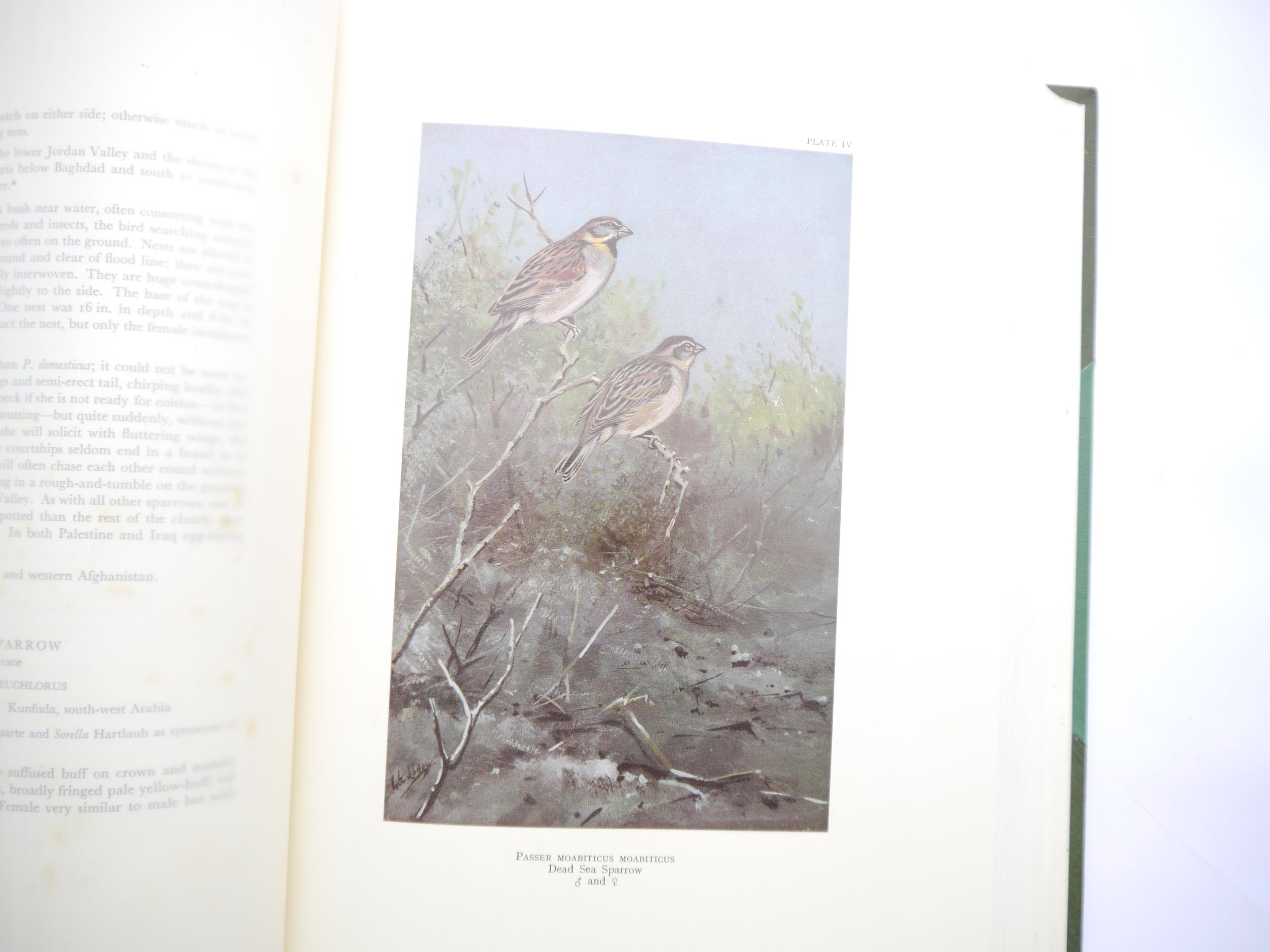 Colonel R. Meinertzhagen: 'Birds of Arabia', London, Henry Sotheran, 1980, edition de Luxe, one of - Bild 3 aus 7