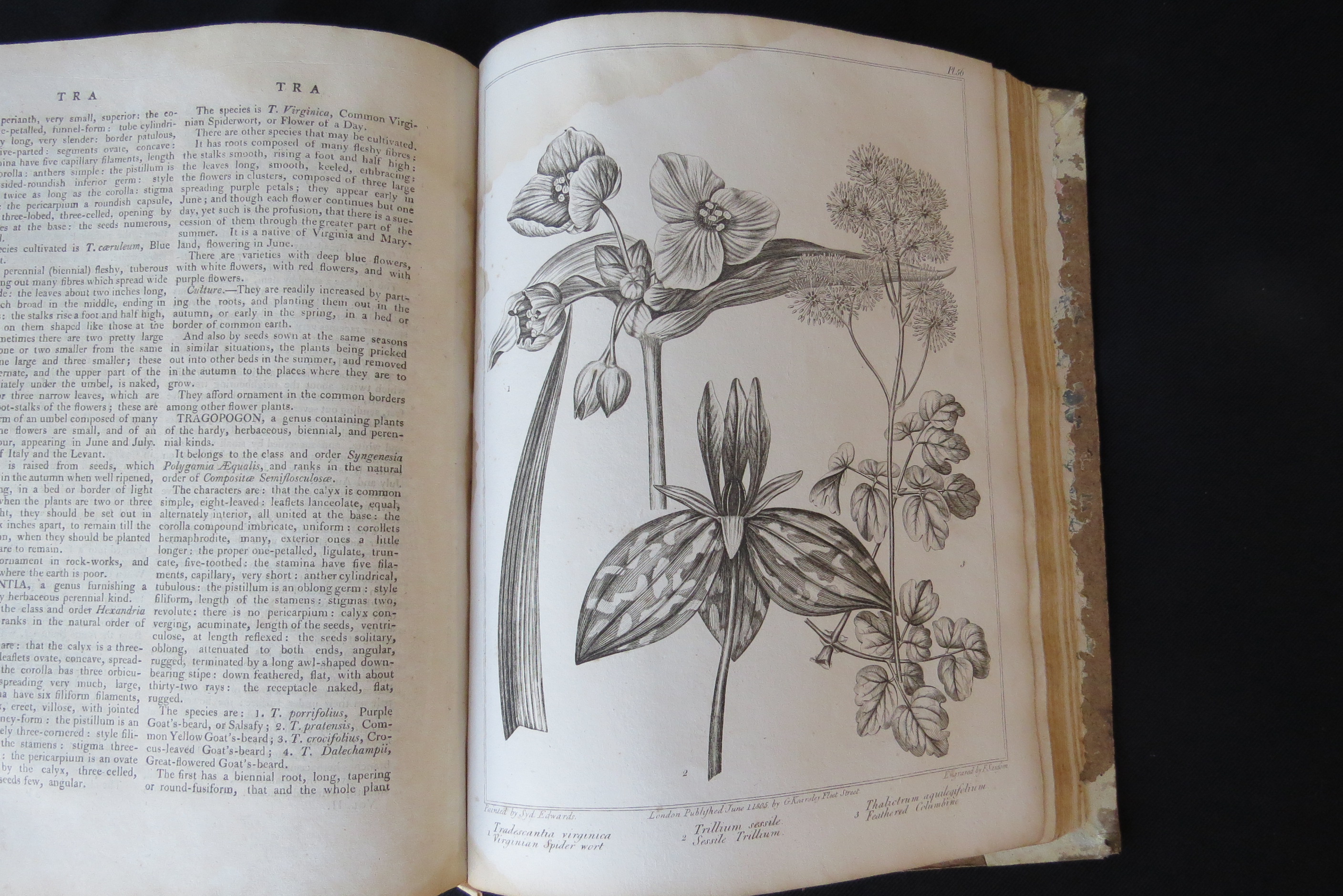 Alexander McDonald: 'A Complete Dictionary of Practical Gardening', London, George Kearsley, 1807, - Bild 15 aus 31