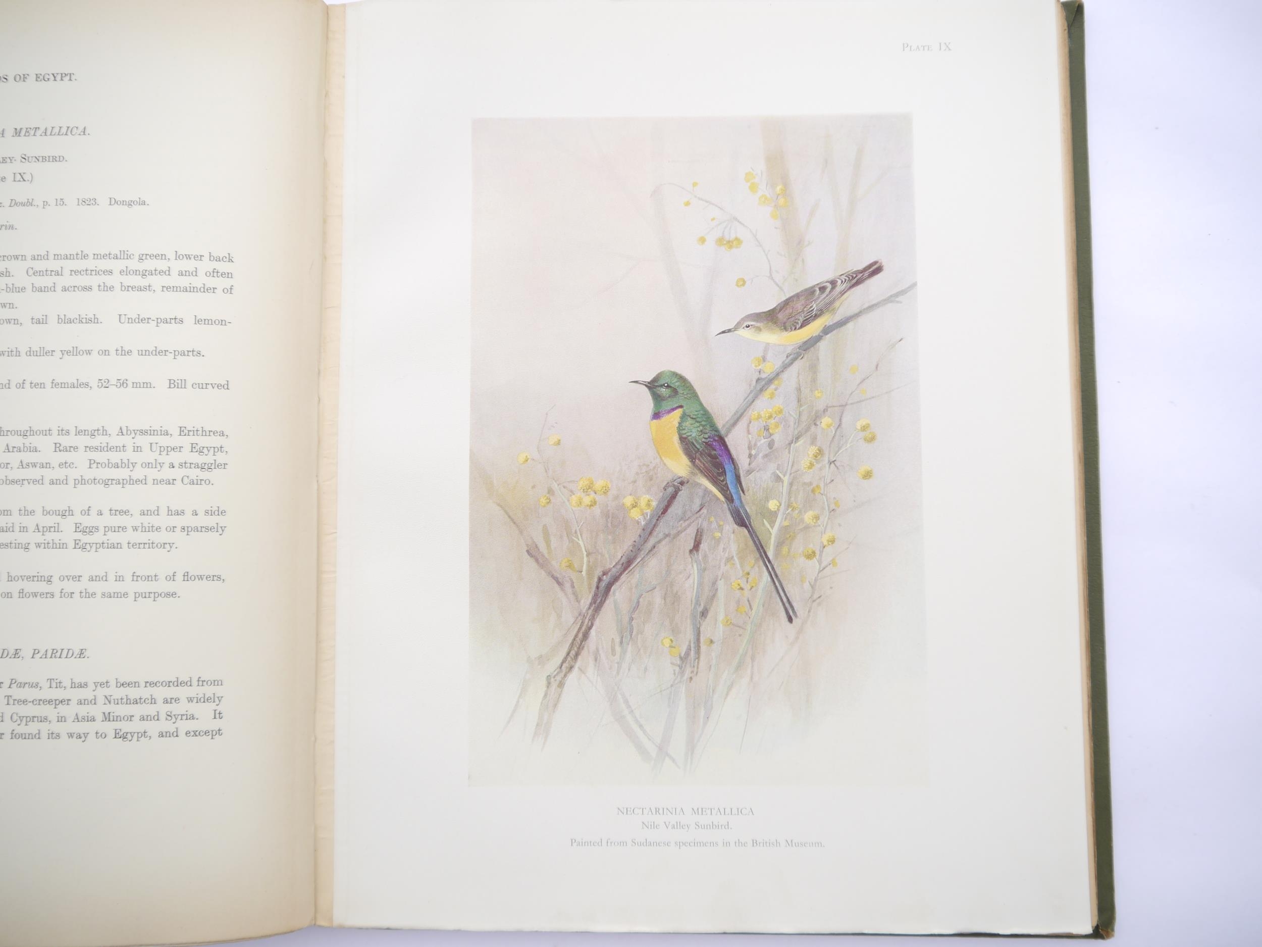 Colonel R. Meinertzhagen: 'Nicoll's Birds of Egypt', London, Hugh Rees Ltd., 1930, 1st edition, 2 - Bild 4 aus 5