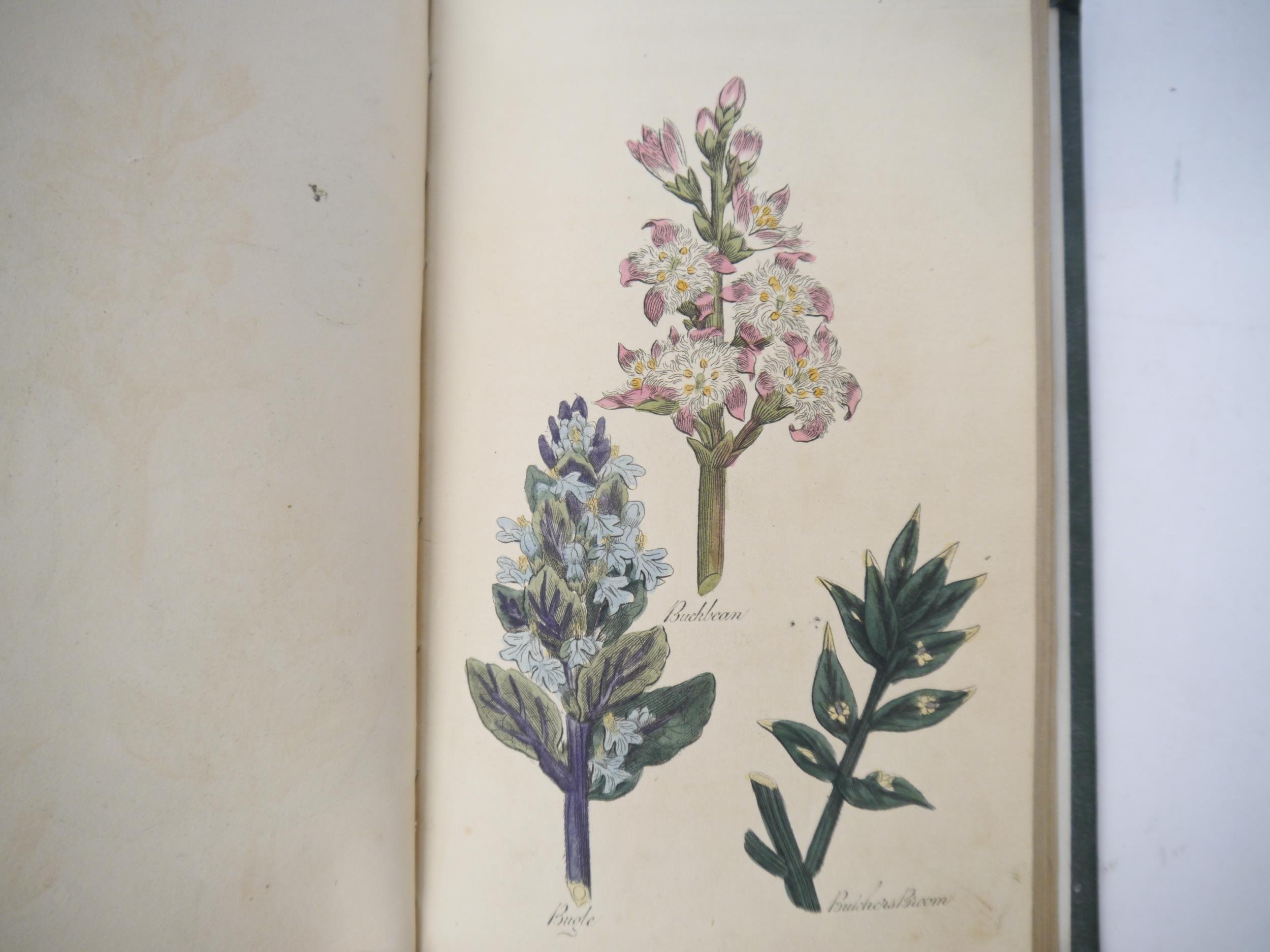 Sir John Hill: 'The Family Herbal, or an account of all those English Plants which are remarkable - Image 2 of 3