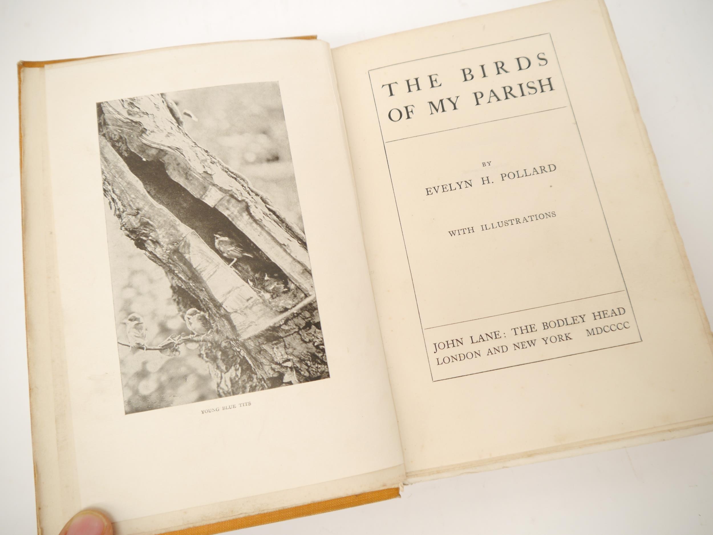 Evelyn H. Pollard: 'The Birds of My Parish [Hainford, Norfolk]', London, John Lane The Bodley - Bild 2 aus 2