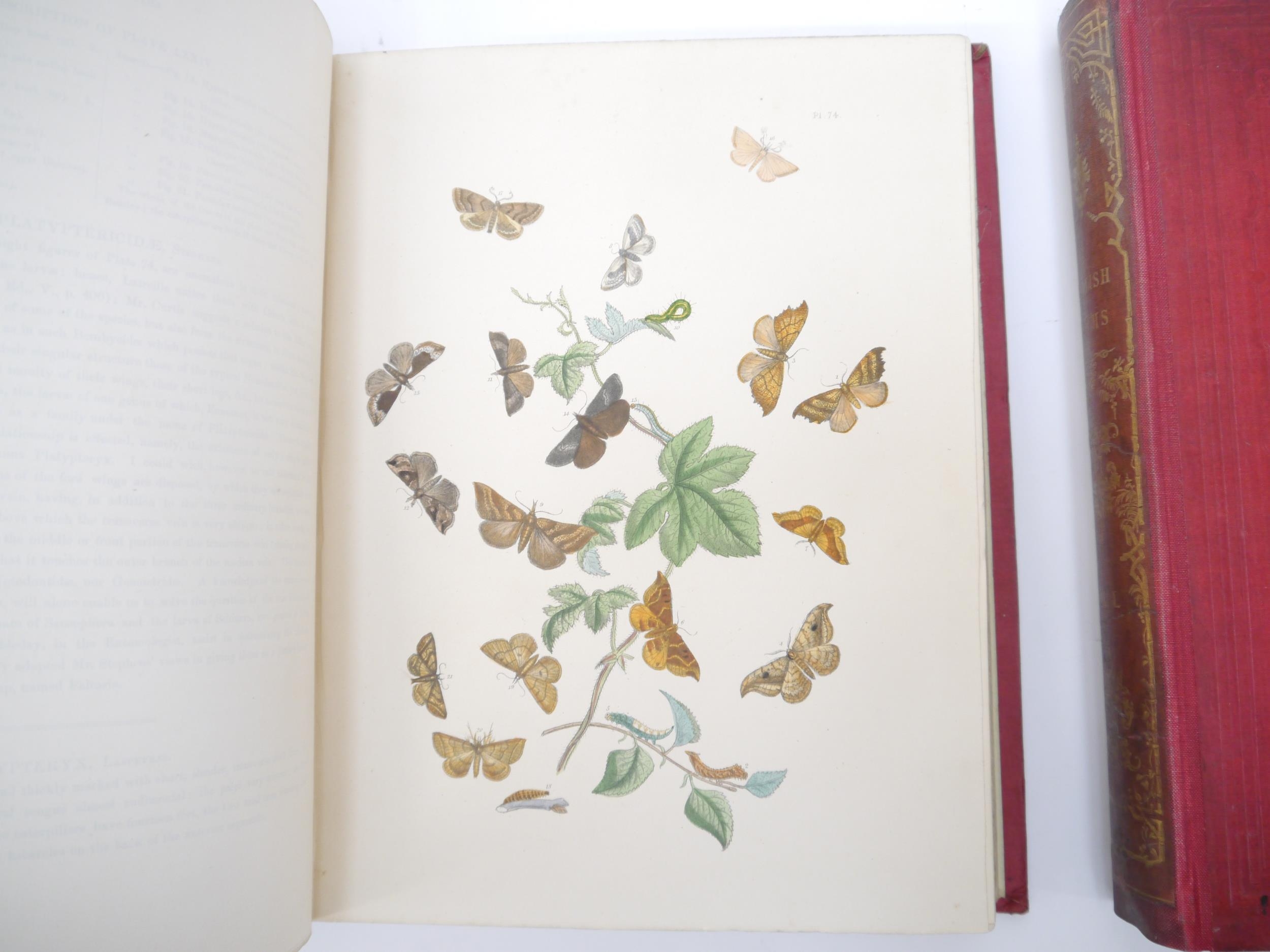 (Butterflies & Moths, Lepidoptera.) John Obadiah Westwood & Henry Noel Humphreys: 'British - Image 7 of 9