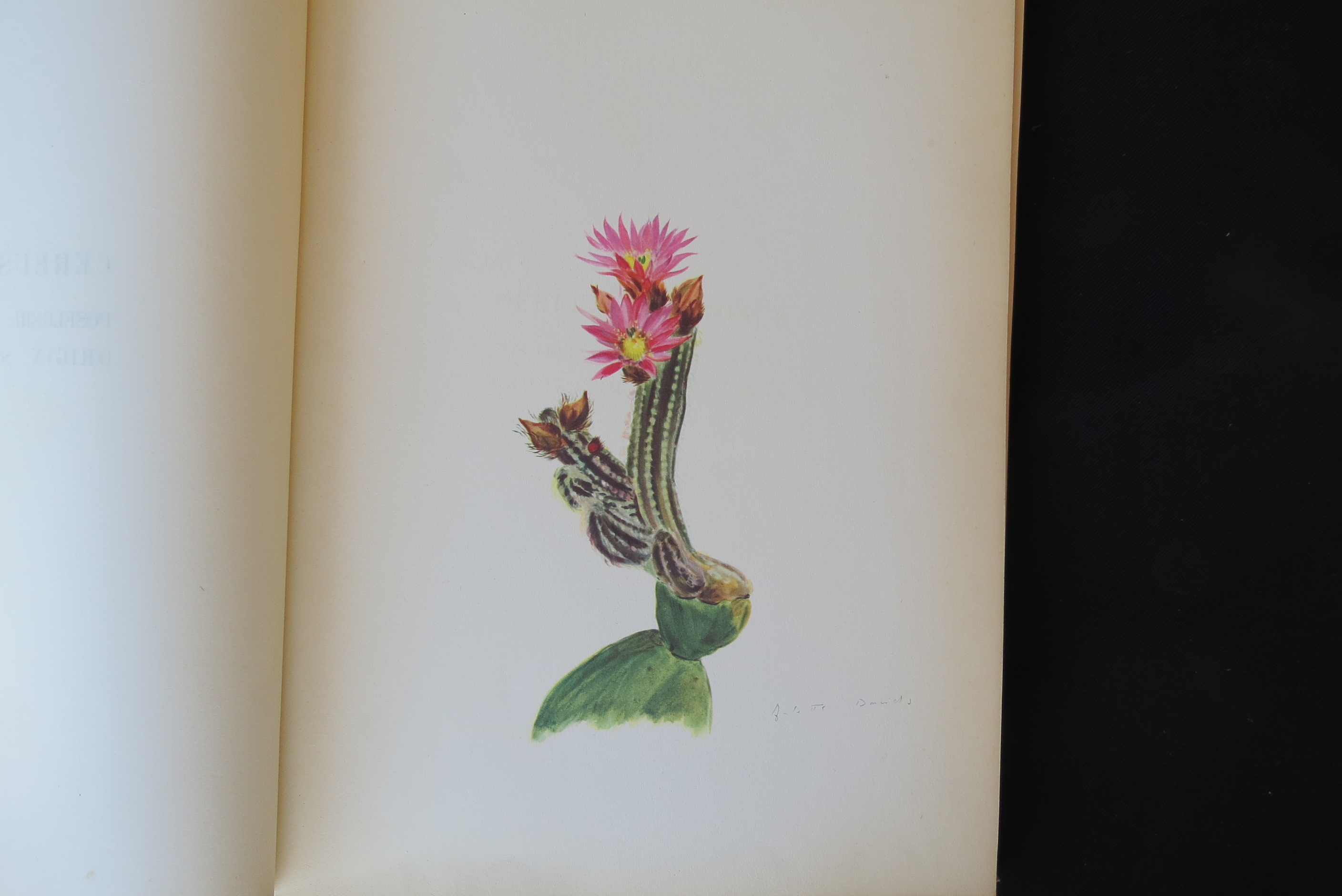 Alexander McDonald: 'A Complete Dictionary of Practical Gardening', London, George Kearsley, 1807, - Bild 25 aus 31