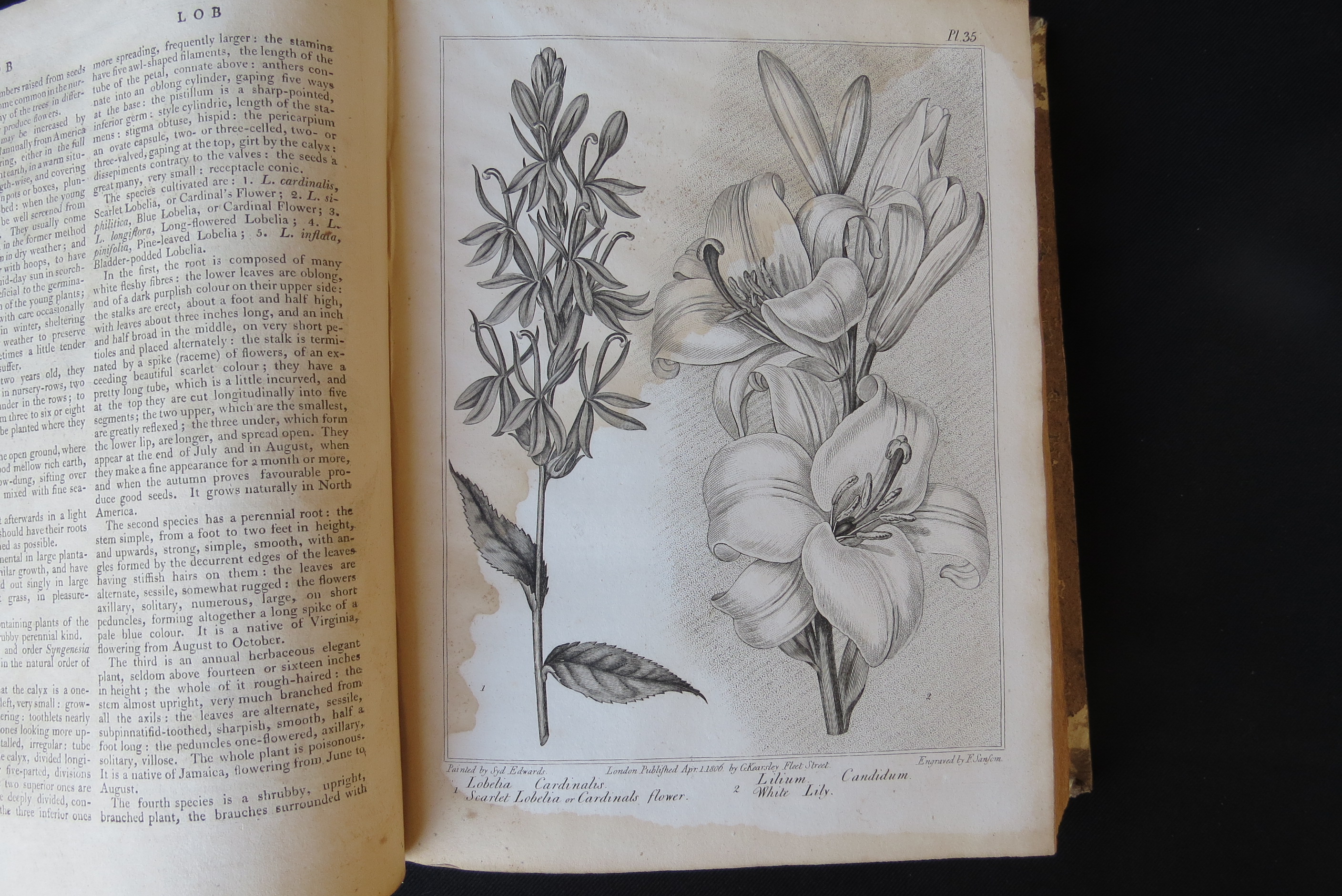 Alexander McDonald: 'A Complete Dictionary of Practical Gardening', London, George Kearsley, 1807, - Bild 18 aus 31