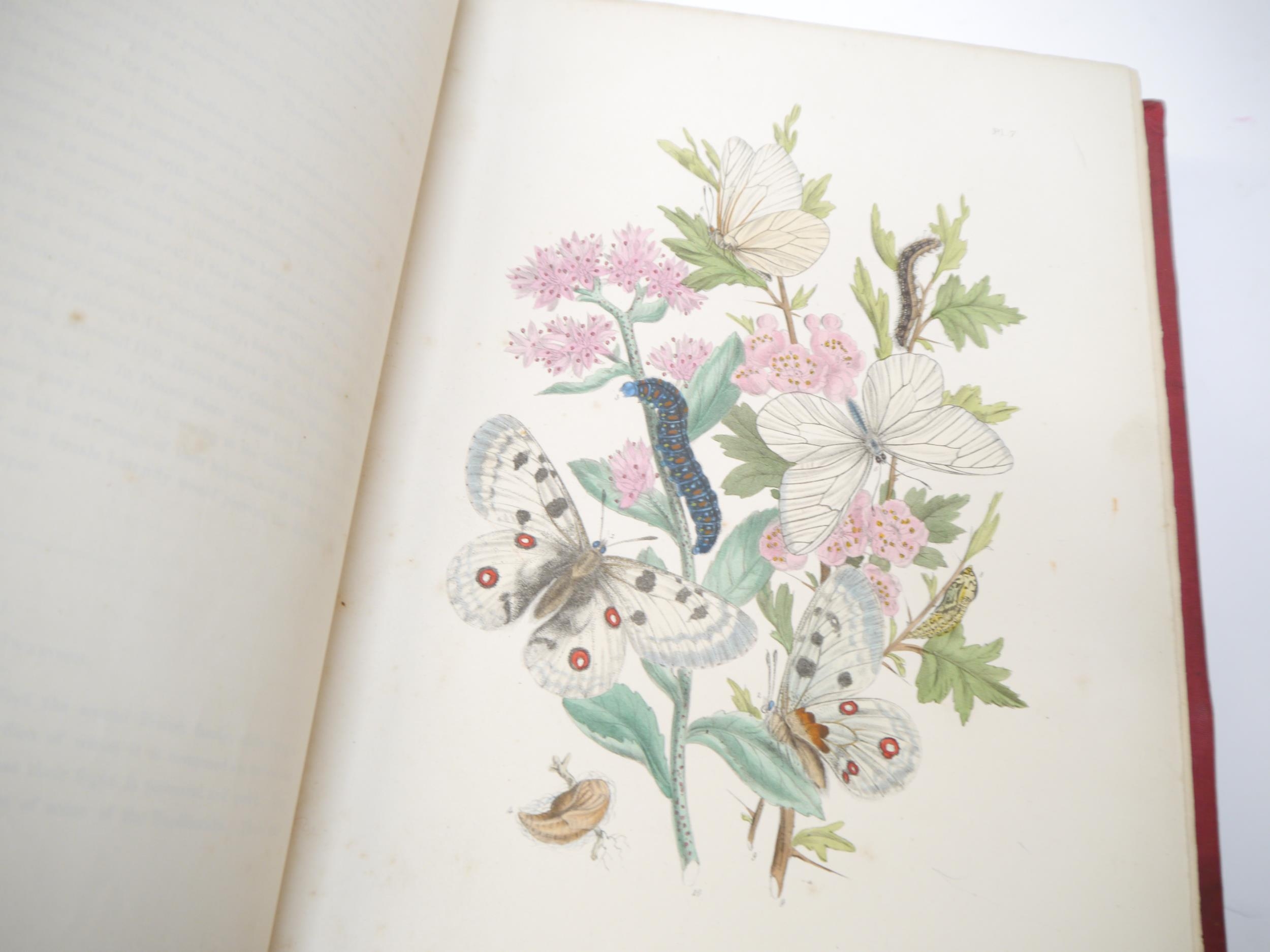 (Butterflies & Moths, Lepidoptera.) John Obadiah Westwood & Henry Noel Humphreys: 'British - Image 9 of 9