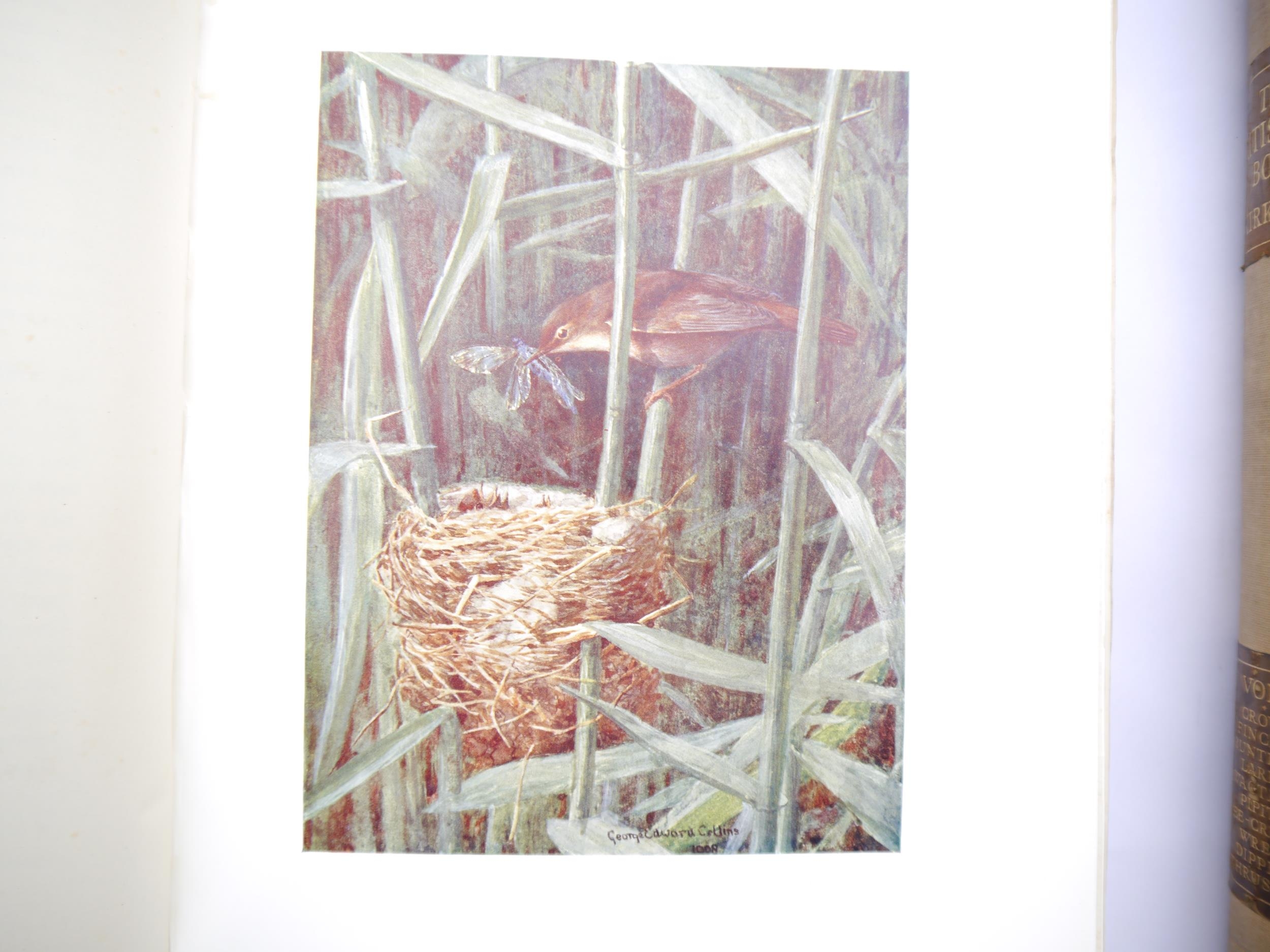 F.B. Kirkman: 'The British Bird Book. An Account of all the Birds, Nests and Eggs found in the - Bild 5 aus 5