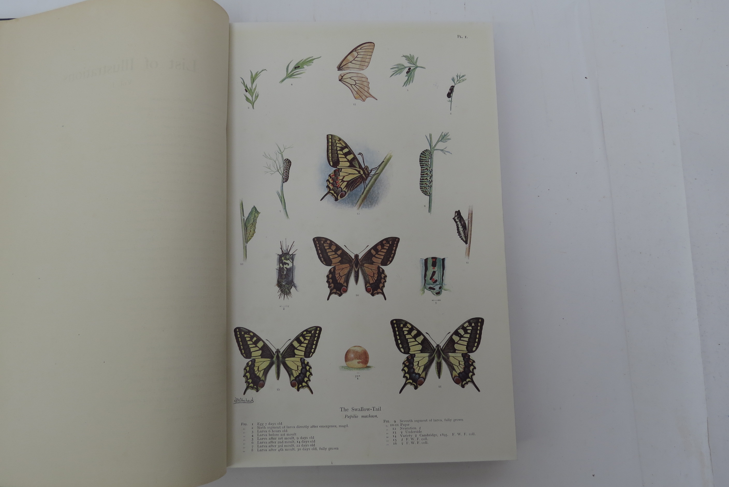 Frederick William Frohawk: 'Natural History of British Butterflies', London, Hutchinson, [1914], 1st - Image 11 of 11