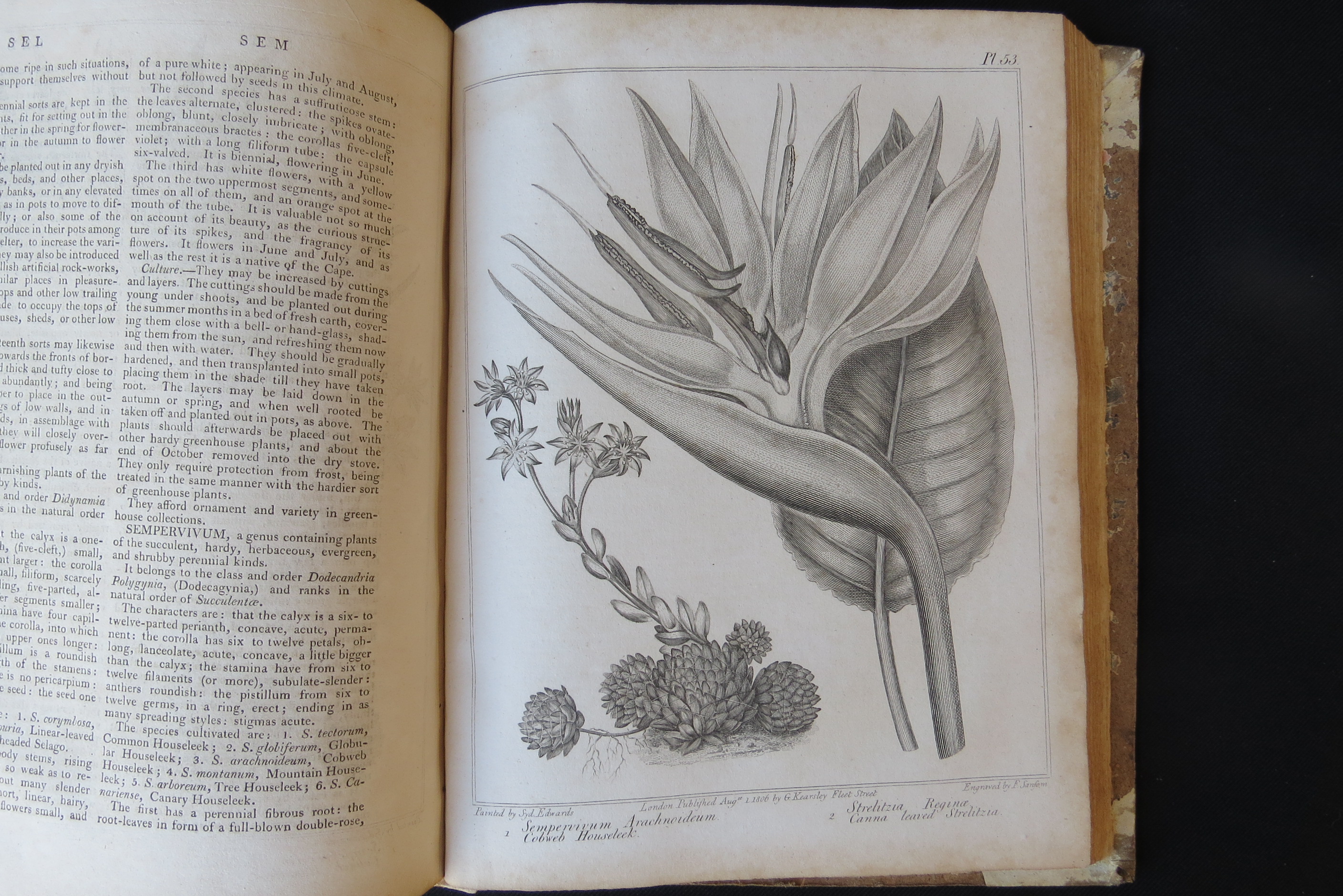 Alexander McDonald: 'A Complete Dictionary of Practical Gardening', London, George Kearsley, 1807, - Bild 10 aus 31