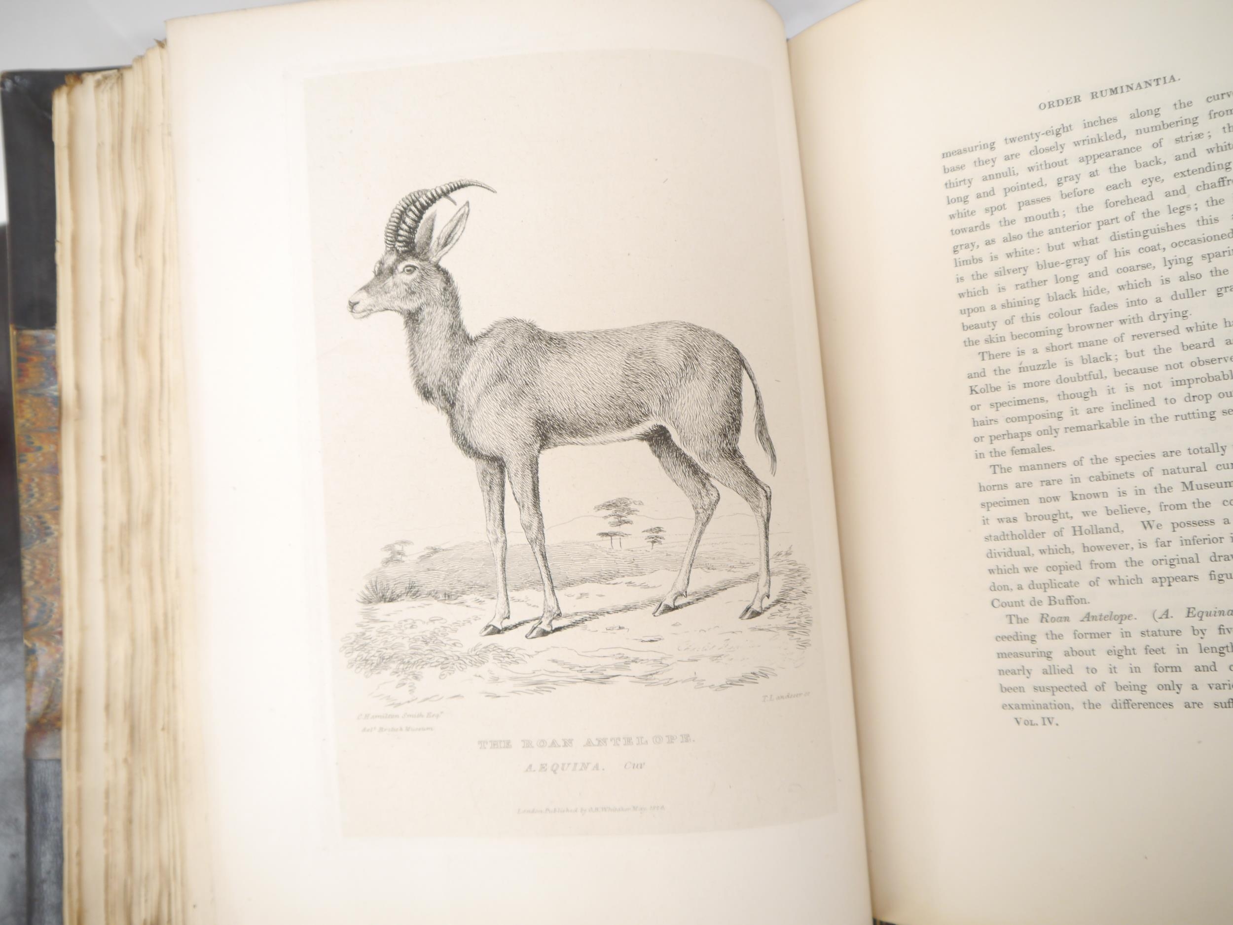 (Zoology, Natural History.) Baron Cuvier: 'The Animal Kingdom, Arranged in Conformity with its - Bild 5 aus 5