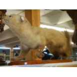Taxidermy - a stoat. COLLECT ONLY.