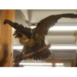 Taxidermy - a bird of prey. COLLECT ONLY.