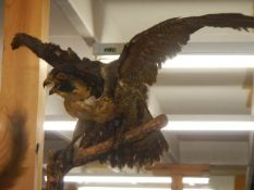 Taxidermy - a bird of prey. COLLECT ONLY.